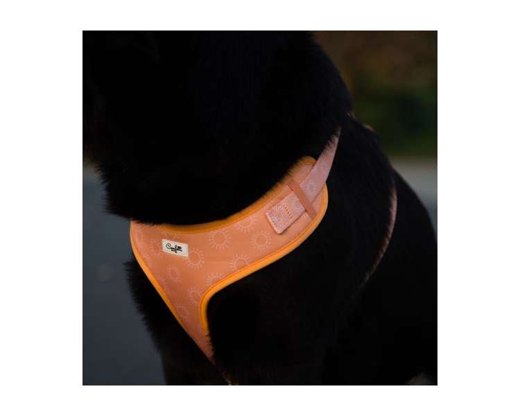 Confetti Dogs - Dog Harness Hey Sunshine Size XL 45-70 cm - (PHU0918S)